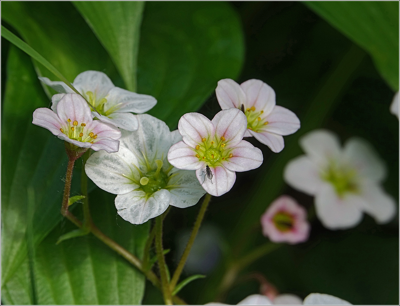 Image of Saxifraga &times; arendsii specimen.