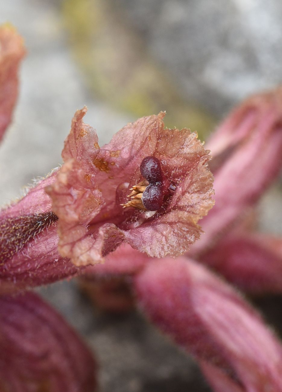 Image of Orobanche campanulae specimen.