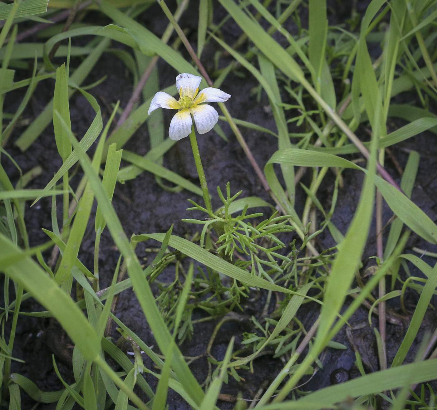 Image of genus Batrachium specimen.