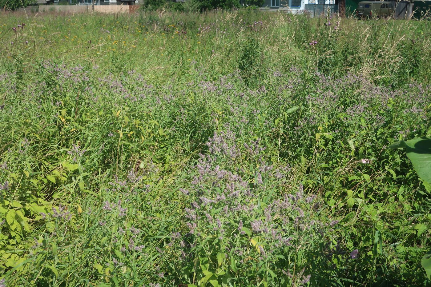 Image of Mentha longifolia specimen.