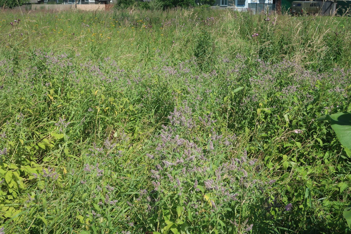 Изображение особи Mentha longifolia.