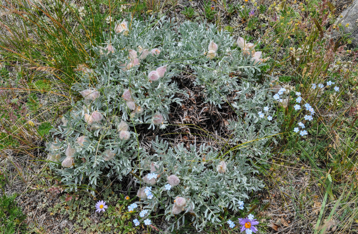 Изображение особи Oxytropis tragacanthoides.