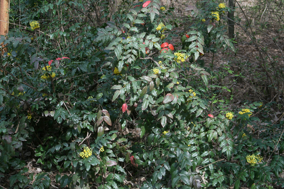 Image of Mahonia aquifolium specimen.