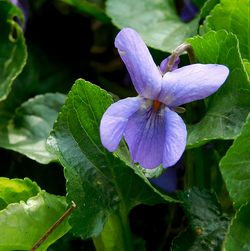 Image of Viola odorata specimen.