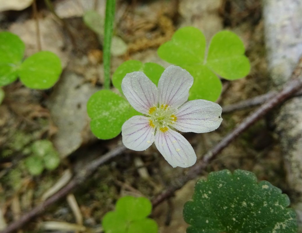 Image of Oxalis acetosella specimen.