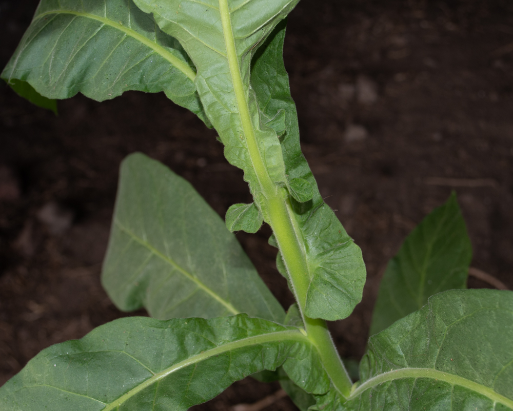 Изображение особи Nicotiana tabacum.