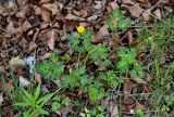 Ranunculus repens. Цветущее растение. Красноярский край, Красноярск, о-в Татышев, роща Populus на берегу. 04.06.2022.