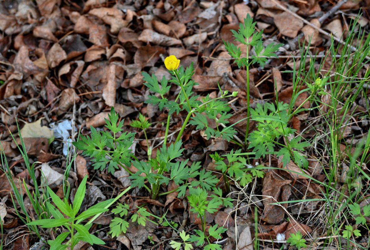 Изображение особи Ranunculus repens.