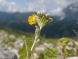 Alyssum oschtenicum