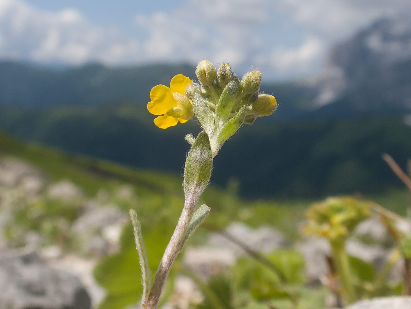 Изображение особи Alyssum oschtenicum.