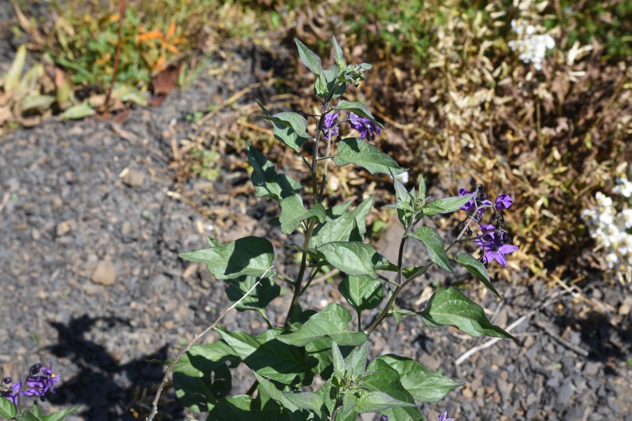 Image of Solanum dulcamara specimen.