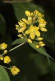 Lysimachia vulgaris