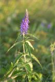 Veronica longifolia. Верхушка цветущего растения. Мурманская обл., п-ов Средний, побережье Большой Волоковой губы, разнотравный приморский луг. 12.07.2023.