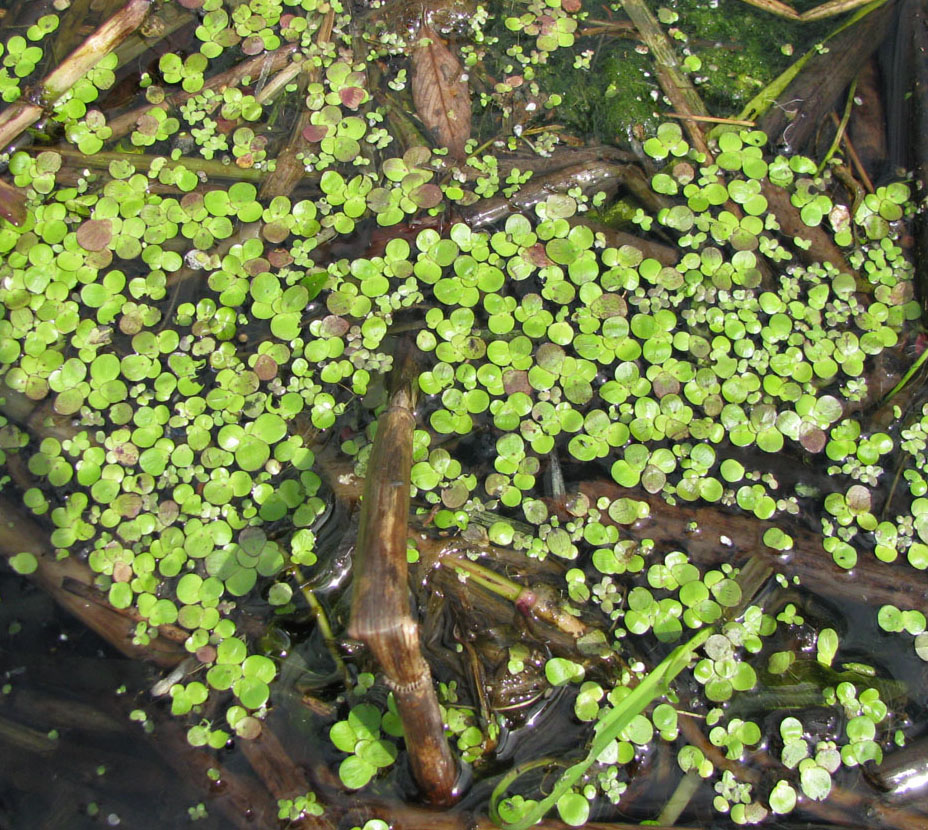 Изображение особи Spirodela polyrhiza.