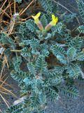 Astragalus lasiosemius