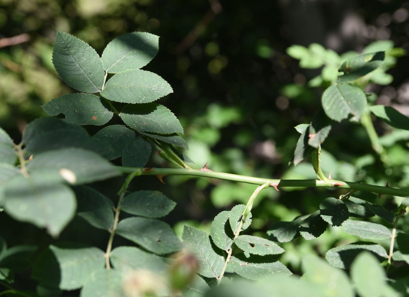 Image of genus Rosa specimen.