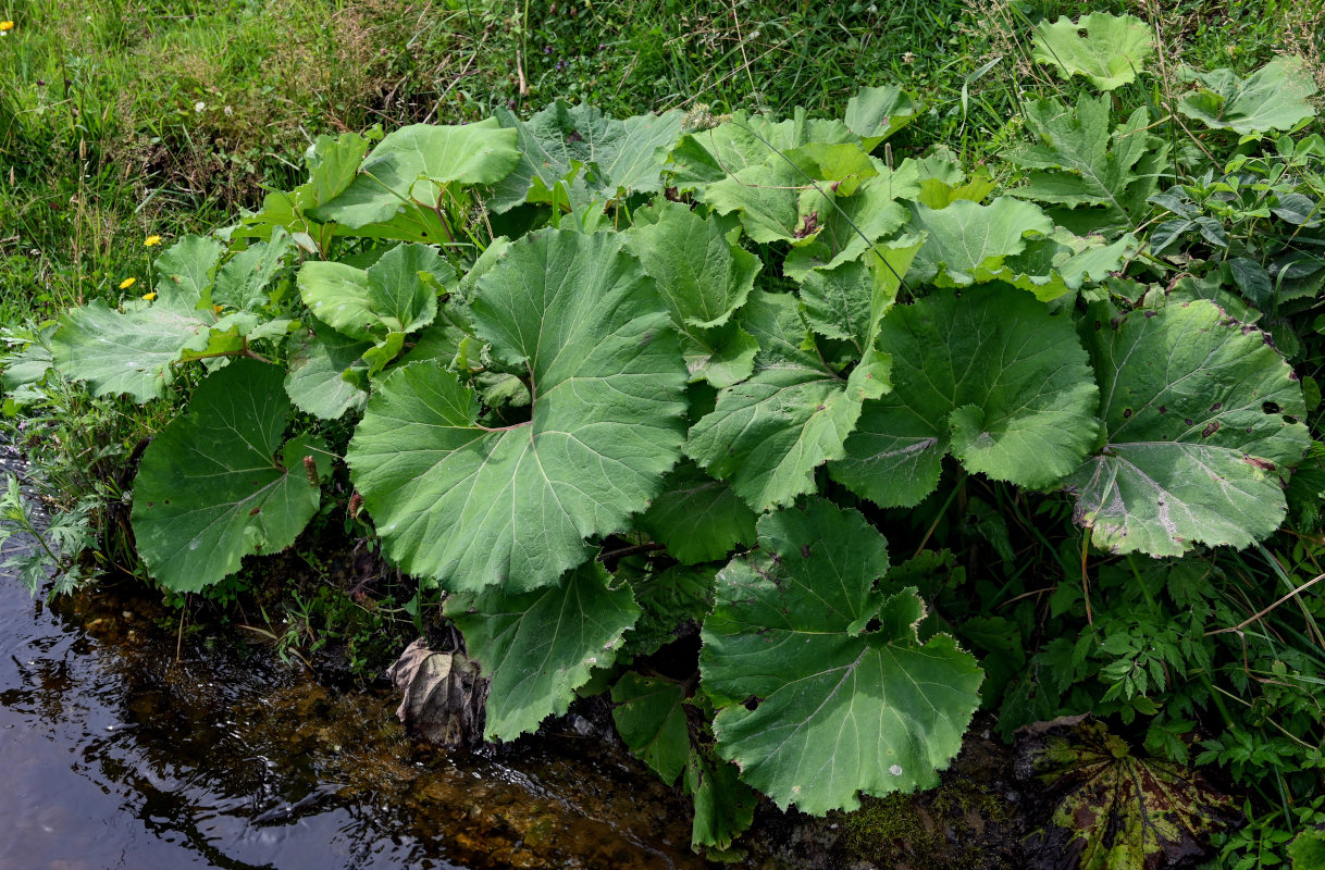 Изображение особи Petasites amplus.