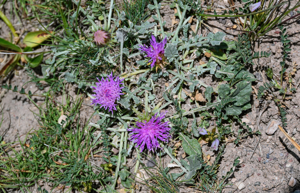 Image of Jurinea algida specimen.