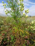 Aconitum anthoroideum