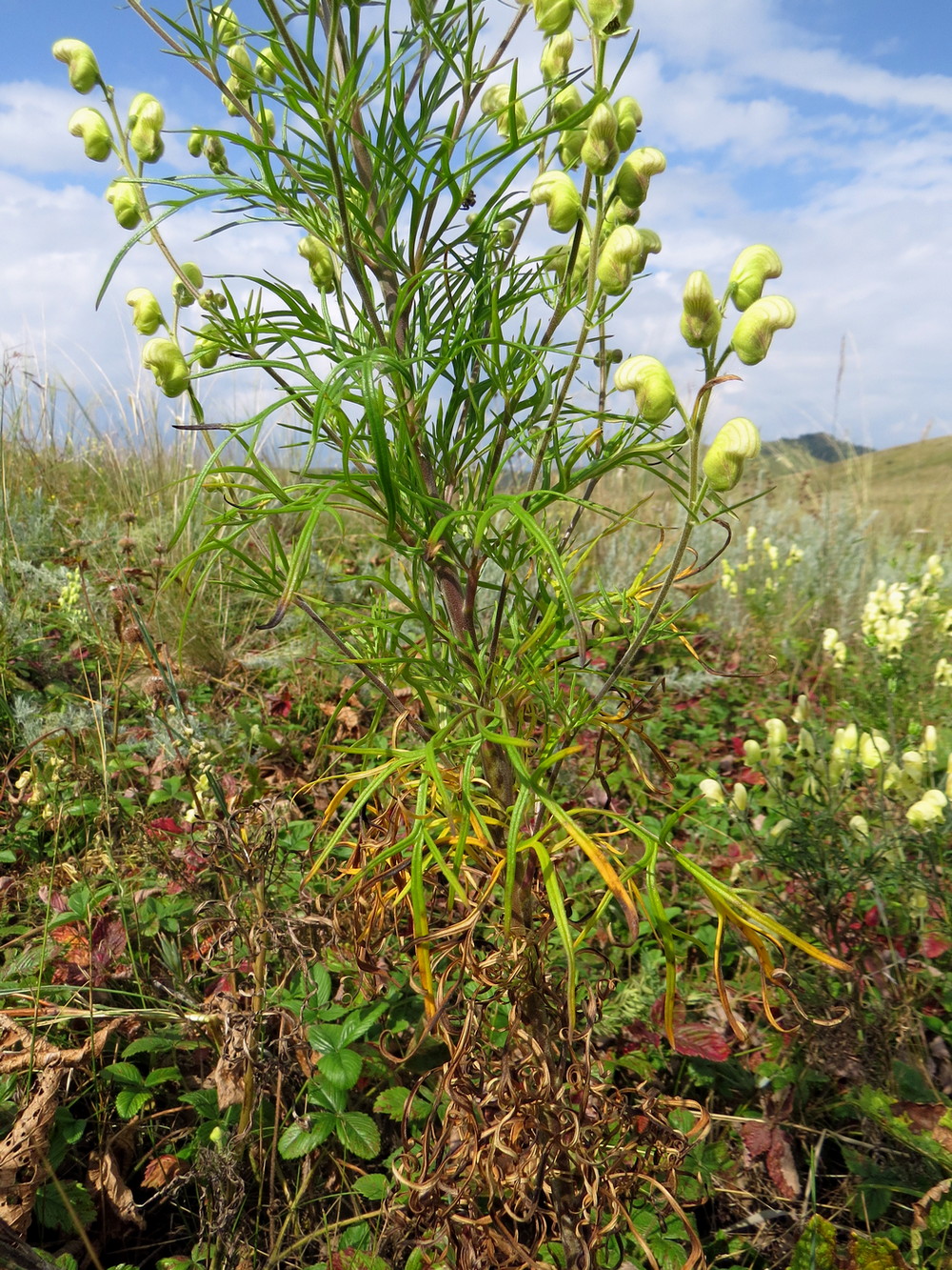 Image of Aconitum anthoroideum specimen.