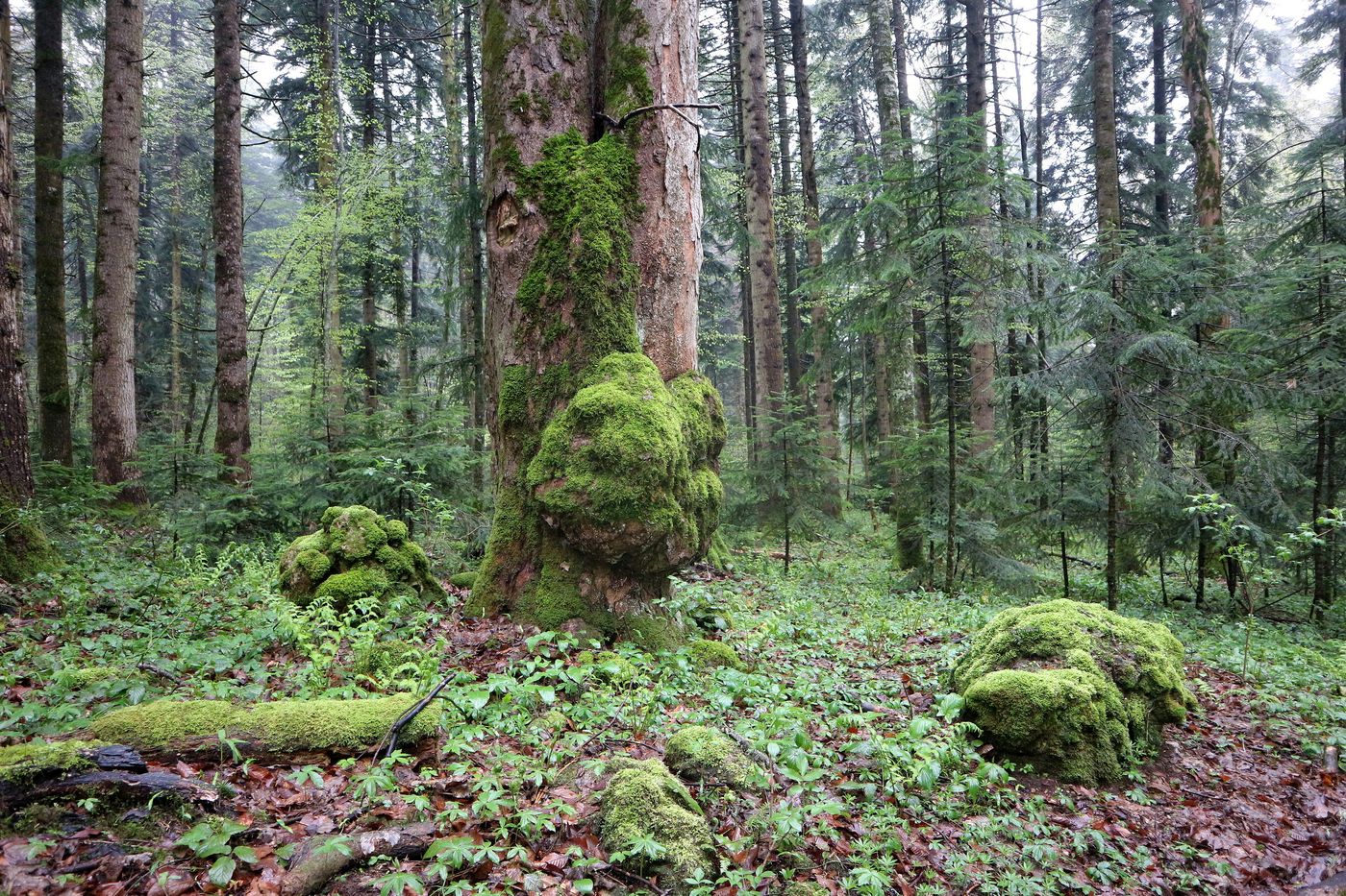 Изображение особи Abies nordmanniana.