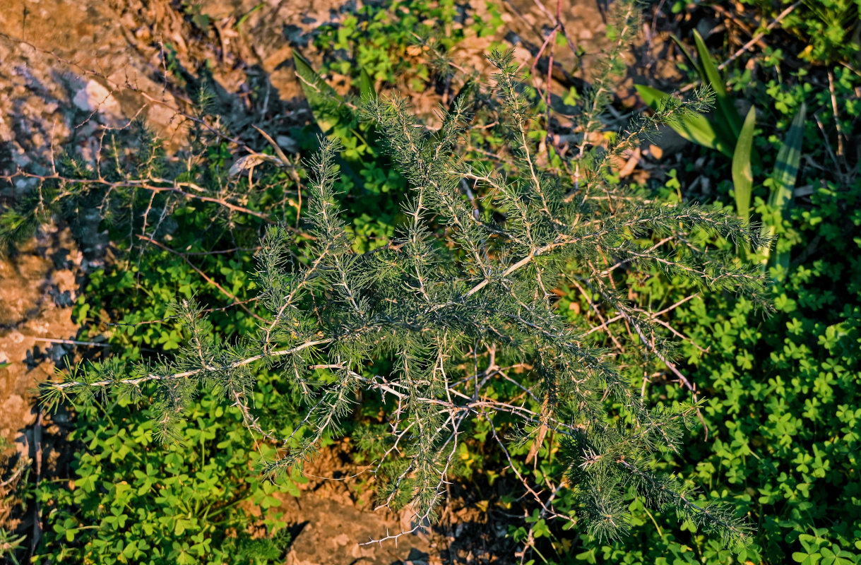 Image of Asparagus albus specimen.