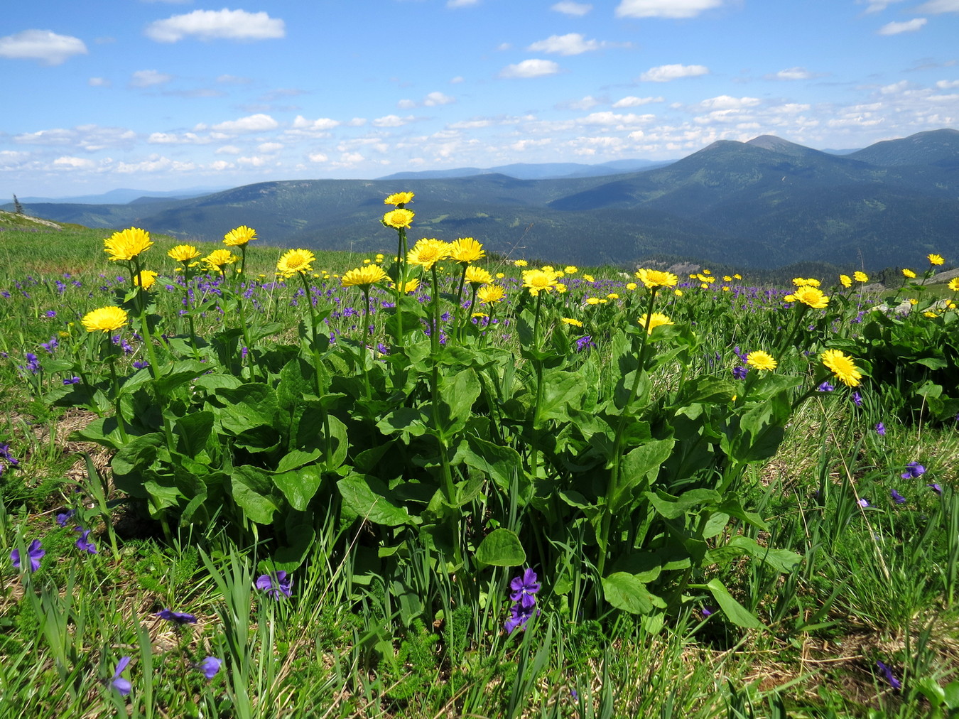 Изображение особи Doronicum altaicum.