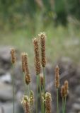 Plantago lanceolata. Отцветающие соцветия. Чечня, Шаройский р-н, устье р. Кенхи, левый берег. 12 августа 2023 г.