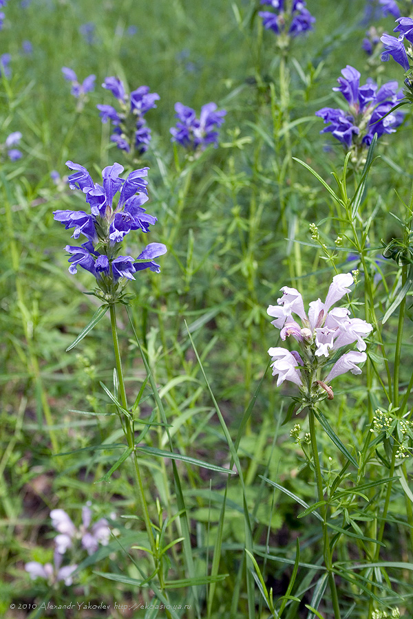 Изображение особи Dracocephalum ruyschiana.