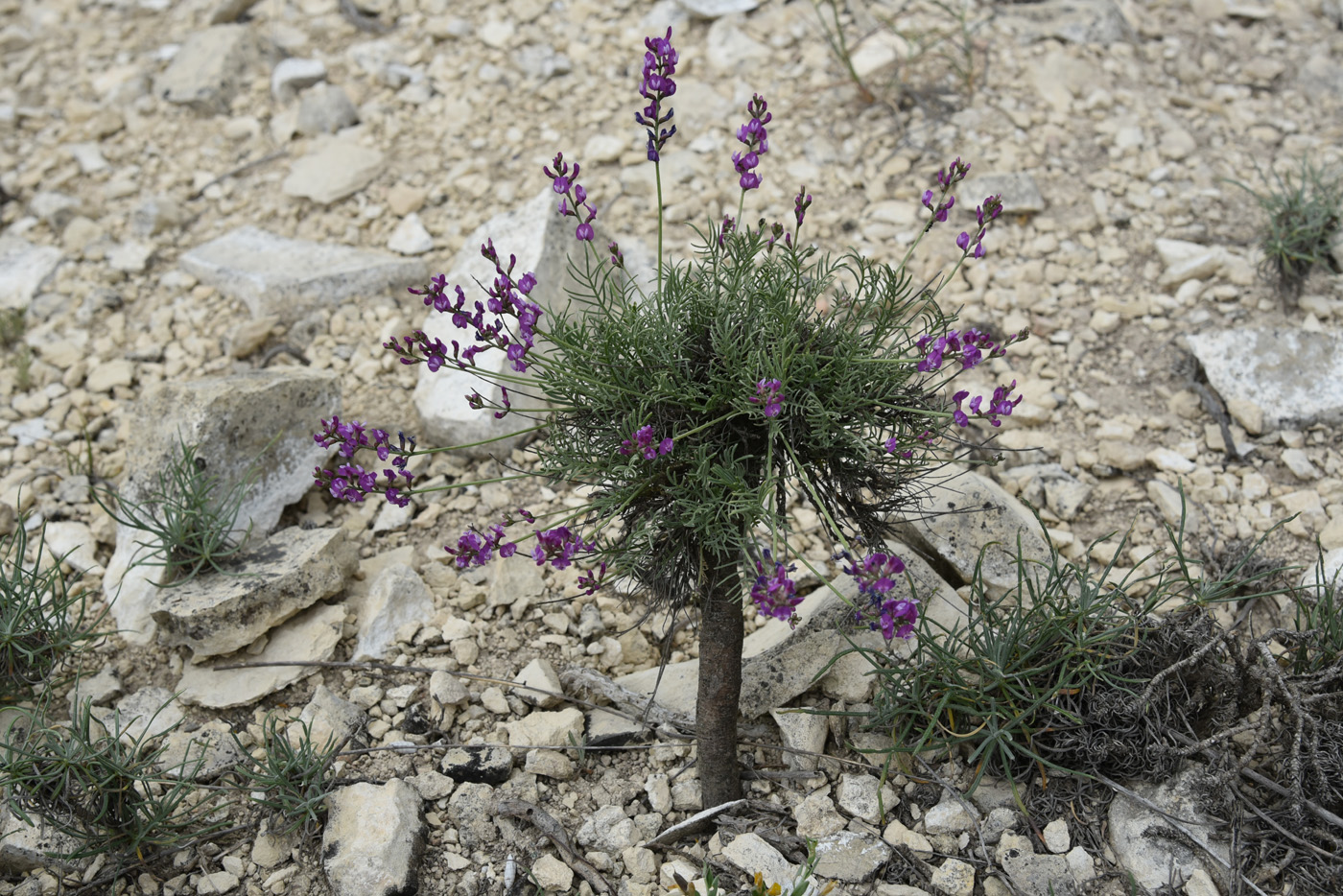 Image of Astragalus subuliformis specimen.