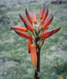 genus Aloe. Соцветие. Абхазия, Гагрский р-н, с. Лдзаа, озеленение. 11.04.2024.