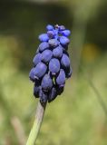 Muscari neglectum. Соцветие. Испания, автономное сообщество Каталония, провинция Жирона, комарка Сельва, муниципалитет Сускеда, комплекс «Святой Дом Фар» (Santuari de la Mare de Déu del Far), 1112 м н.у.м., опушка широколиственного леса, зона отдыха при комплексе. 19.04.2024.