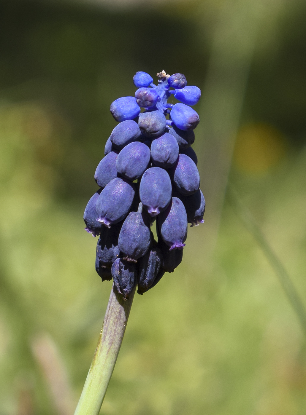 Image of Muscari neglectum specimen.