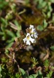 genus Euphrasia. Цветки. Чечня, Шаройский р-н, Снеговой хр., 2 км на юго-запад от от Цумандинского перевала, выс. 2650 м н.у.м., альпийский луг. 24 августа 2023 г.