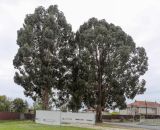 Eucalyptus viminalis. Взрослые деревья. Абхазия, Гагрский р-н, с. Лдзаа, озеленение. 13.04.2024.