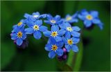 Myosotis sylvatica. Соцветие. Московская обл., Раменский р-н, окр. дер. Хрипань, садовый участок. 21.05.2024.