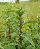 Gentiana cruciata. Верхние части бутонизирующих растений. Ульяновская обл., Мелекесский р-н, окр. пос. Русский Мелекесс, зарастающий сосной суходольный луг. 01.07.2023.