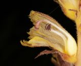 Orobanche laxissima