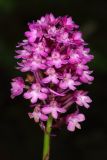 Anacamptis pyramidalis