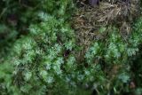 genus Plagiothecium