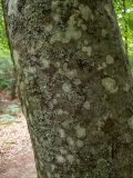 Fagus × taurica. Часть поросшего лишайниками ствола взрослого дерева. Крым, городской округ Алушта, окр. Ангарского перевала, у лесной дороги. 27.05.2024.
