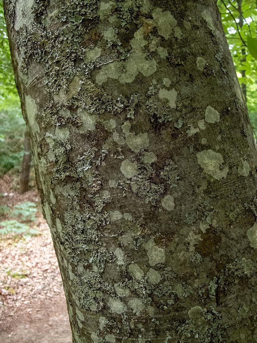 Image of Fagus × taurica specimen.