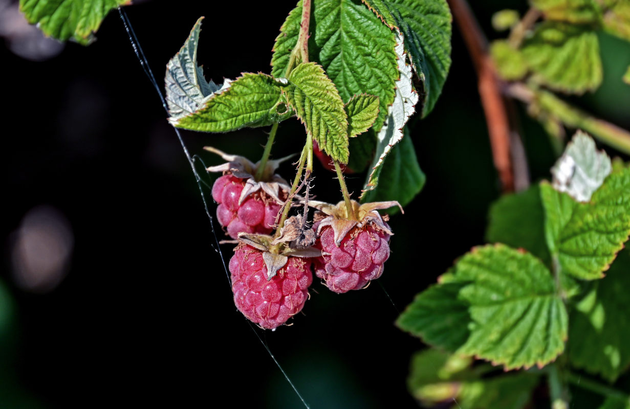 Изображение особи Rubus idaeus.