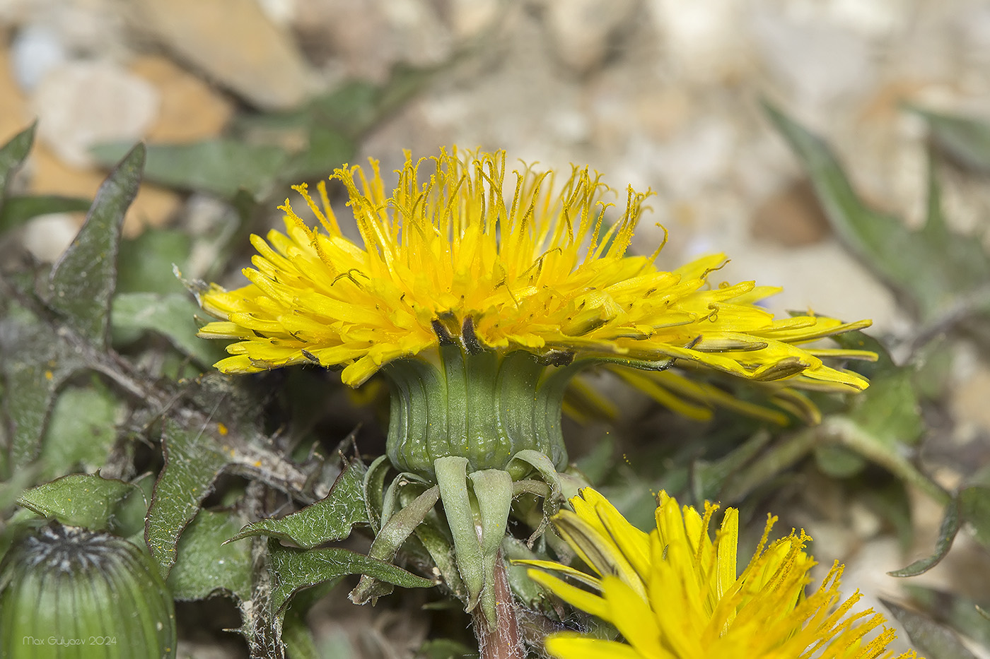 Image of genus Taraxacum specimen.