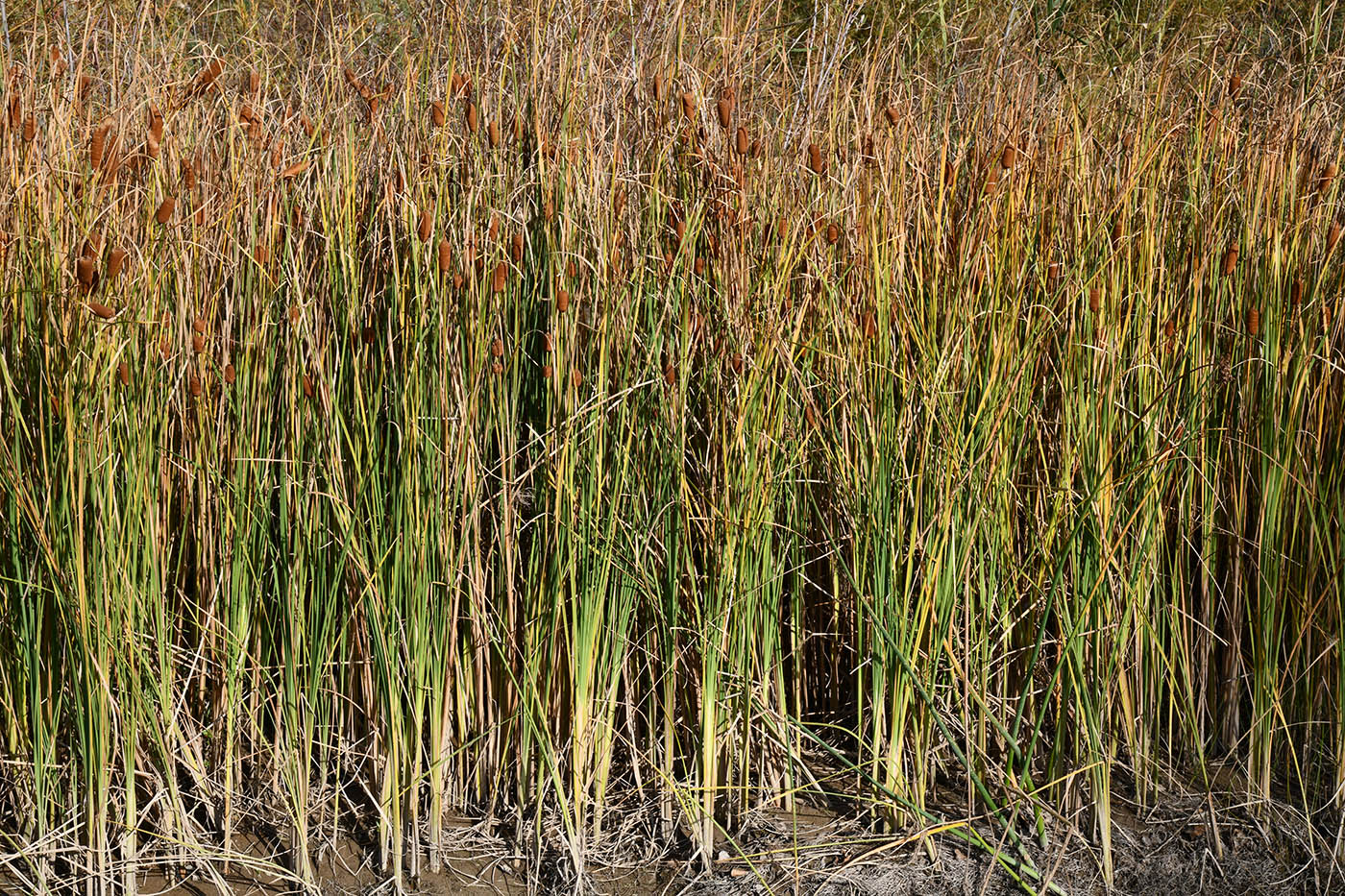 Изображение особи Typha minima.