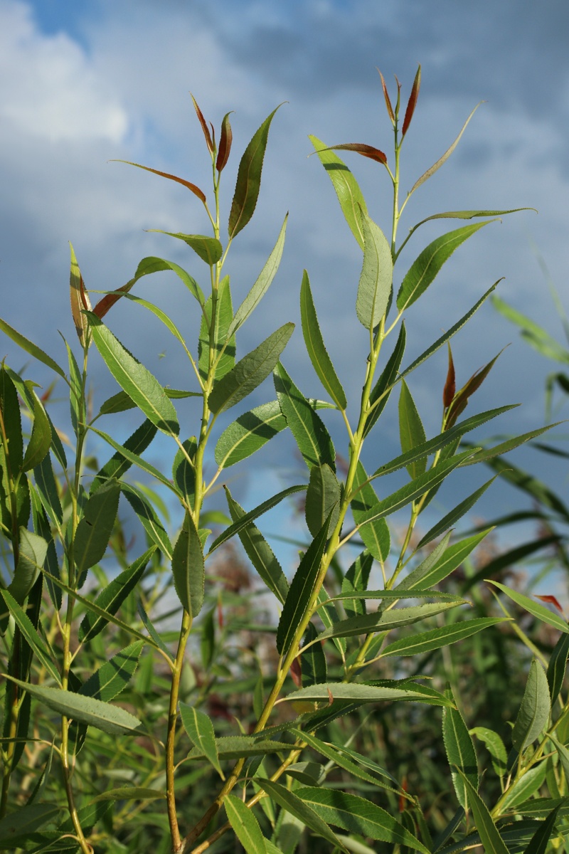 Изображение особи Salix pentandra.