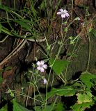 Geranium gracile. Верхушка цветущего и плодоносящего растения. Краснодарский край, Адлерский р-н, Краснополянский поселковый округ, горнолыжный курорт \"Роза Хутор\", экотропа, широколиственный лес, склон оврага. 10.09.2023.