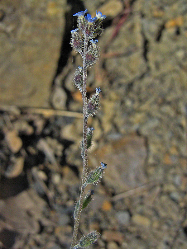 Изображение особи Myosotis ramosissima.
