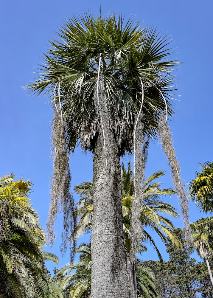 Image of Brahea armata specimen.