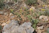 Trigonella strangulata